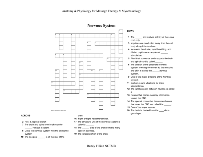 Nervous system crossword puzzle answers