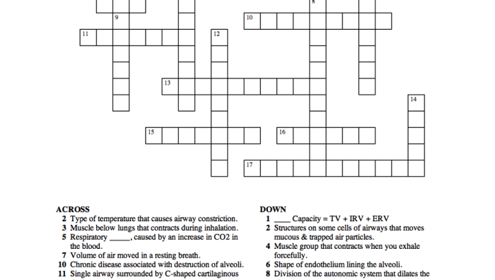 Nervous system crossword puzzle answers