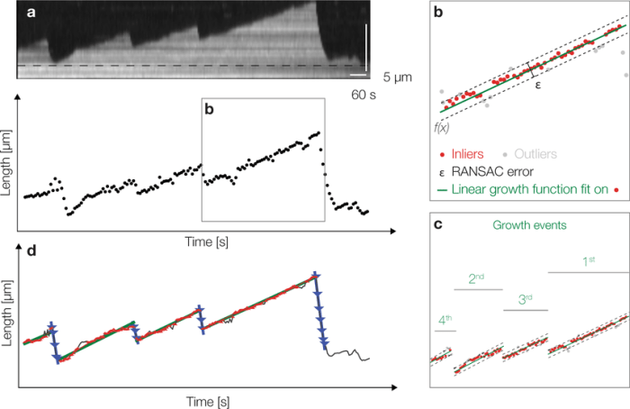 Longitudinal dynamic instability in an airplane can be identified by