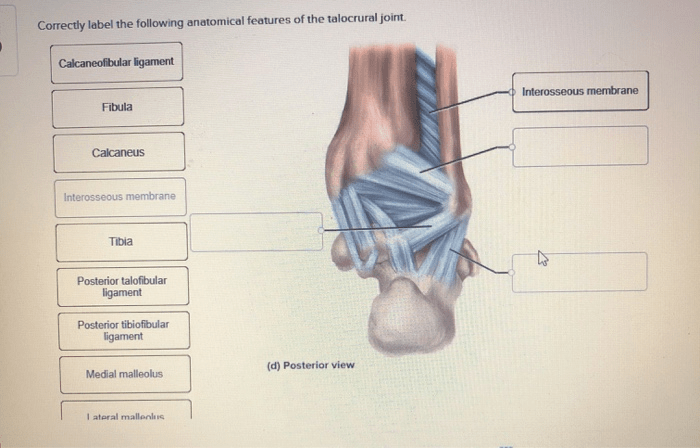 Anatomical correctly joint talocrural transcribed