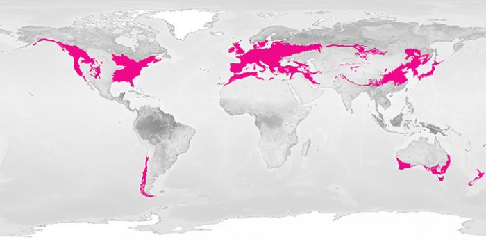 Temperate deciduous forest biome map