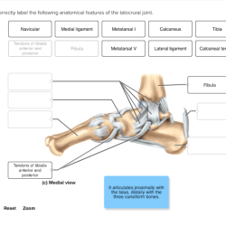 Correctly label the following anatomical features of the talocrural joint